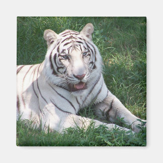 Imán Tigre blanco sobre la imagen vertical del marco de