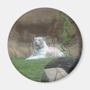 Imán Tigre blanco tomando el sol