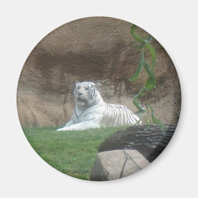 Imán Tigre blanco tomando el sol (Frente)