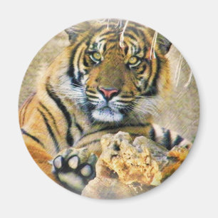 Imán Tigre, buscando_