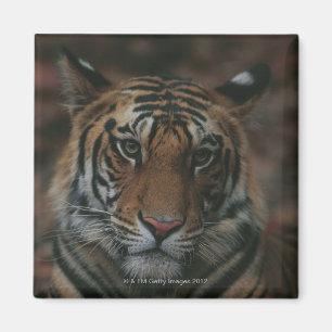 Imán Tigre Cub