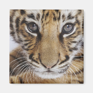 Imán Tigre Cub
