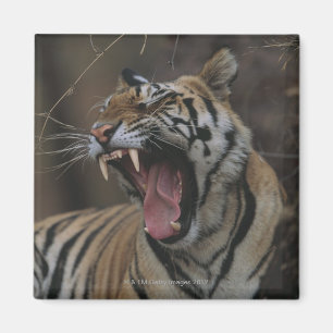 Imán Tigre Cub que bosteza
