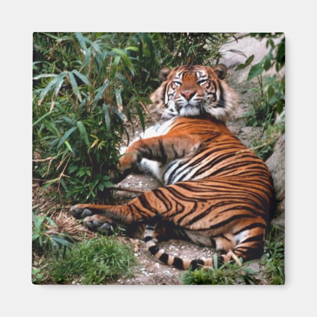 Imán Tigre de Bengala (Frente)