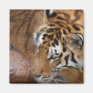 Imán Tigre de Bengala