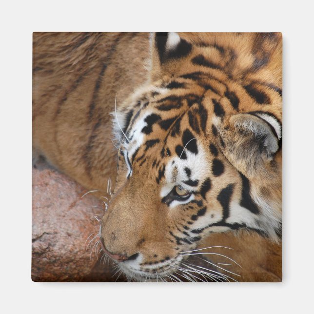 Imán Tigre de Bengala (Frente)