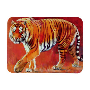 Imán Tigre de Bengala