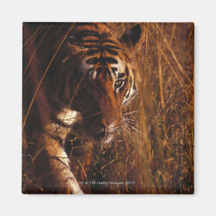 Imán Tigre de Bengala