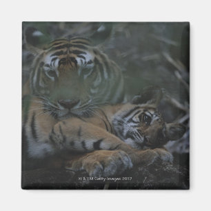 Imán Tigre de Bengala de la madre con Cub
