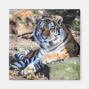 Imán Tigre de Bengala descansando sobre roca musgosa