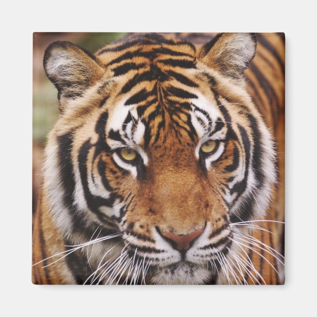 Imán Tigre de Bengala, Panthera tigris (Frente)