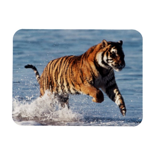Imán Tigre de Bengala (Panthera Tigris) (Horizontal)