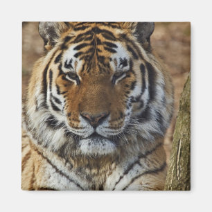 Imán Tigre de Bengala, Panthera tigris, Louisville Zoo,