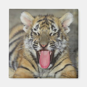Imán Tigre de Bengala que bosteza