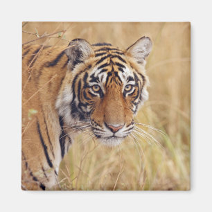 Imán Tigre de Bengala Real