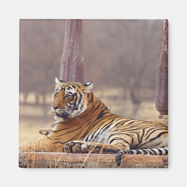 Imán Tigre de Bengala Real en el ceaph, (Frente)