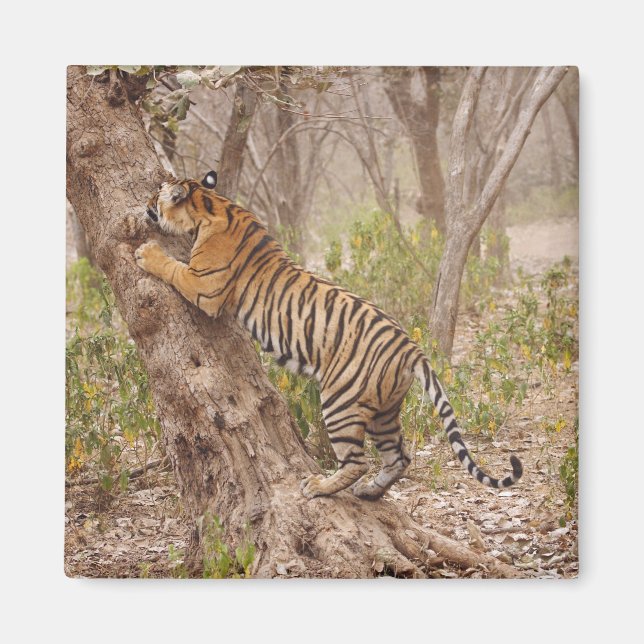 Imán Tigre de Bengala Real subiendo al árbol, (Frente)
