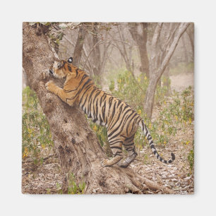 Imán Tigre de Bengala real trepando al árbol,