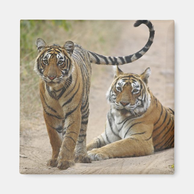 Imán Tigre de Bengala Real y joven, Ranthambhor (Frente)