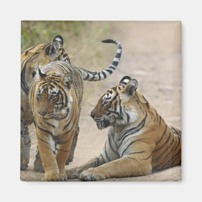 Imán Tigre de Bengala Real y los jóvenes, Ranthambhor (Frente)