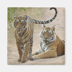 Imán Tigre de Bengala y joven reales, Ranthambhor