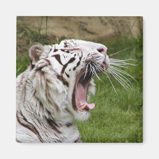 Imán tigre de bostezo
