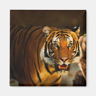 Imán Tigre de cierre