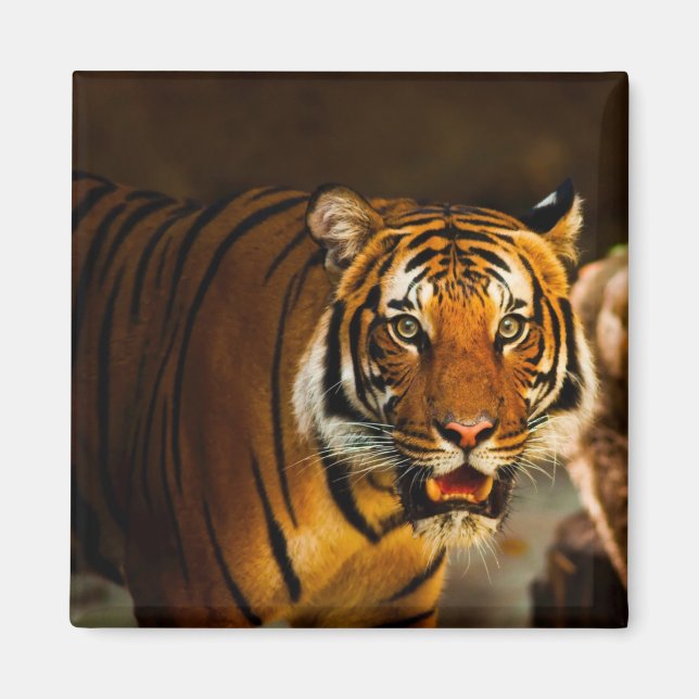 Imán Tigre de cierre (Frente)