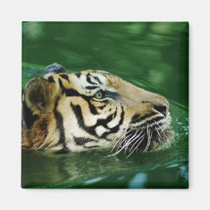 Imán Tigre de Malasia nadando en la cabeza