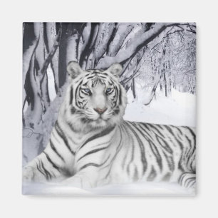 Imán Tigre de nieve