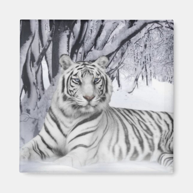 Imán Tigre de nieve (Frente)
