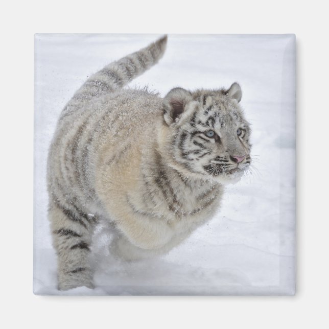 Imán Tigre de nieve (Frente)