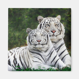Imán Tigre de nieve