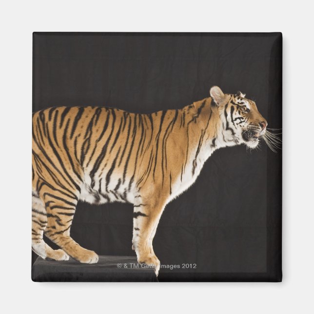 Imán Tigre de pie en el andén (Frente)