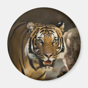 Imán Tigre de Siberia