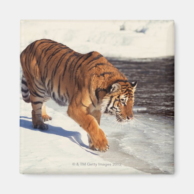 Imán Tigre de Siberia (Frente)