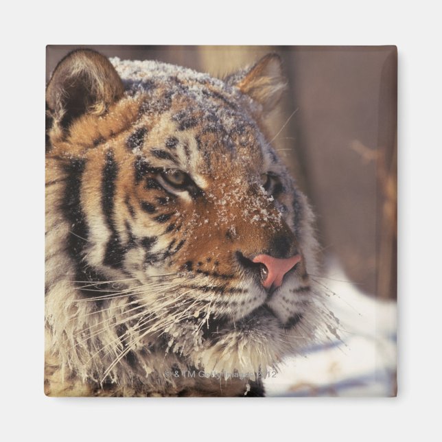 Imán Tigre de Siberia (Frente)