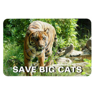 Imán Tigre de Sumatra