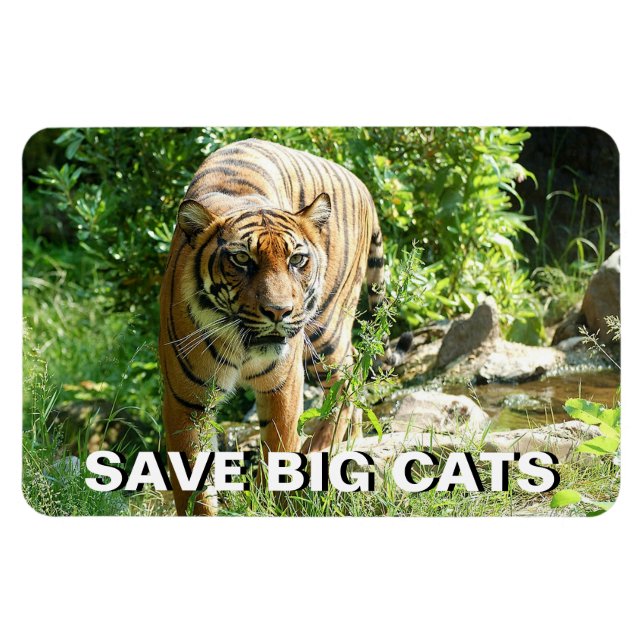 Imán Tigre de Sumatra (Horizontal)