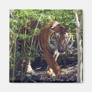 Imán Tigre de Sumatra