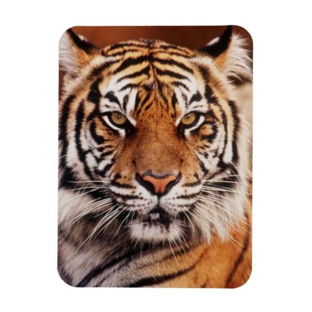 Imán Tigre de Sumatra (Vertical)