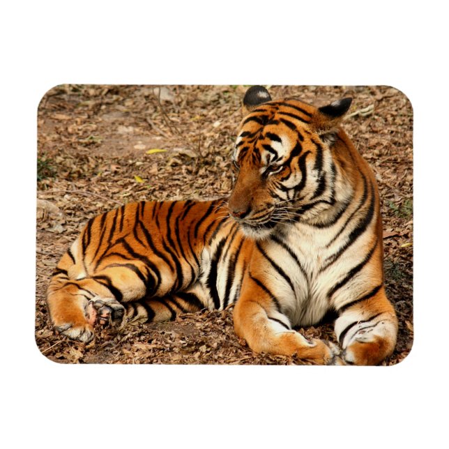 Imán Tigre de Sumatra 2 (Horizontal)