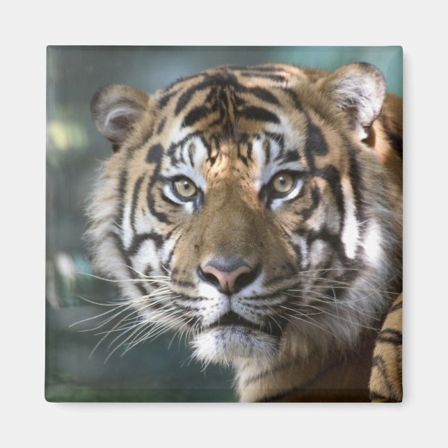 Imán Tigre de Sumatra macho (Panthera tigris sumatrae) (Frente)