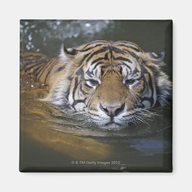 Imán Tigre de Sumatra, Panthera tigris sumatrae (Frente)