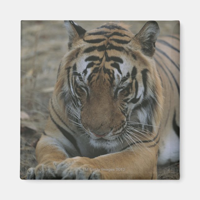 Imán Tigre durmiente (Frente)