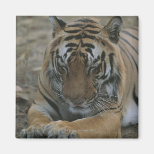 Imán Tigre el dormir