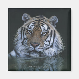 Imán Tigre en agua