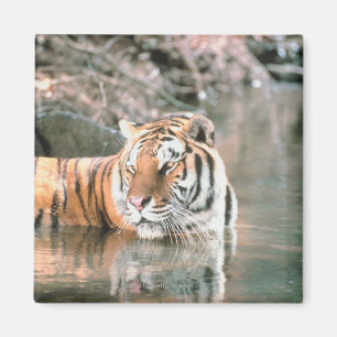 Imán Tigre en corriente