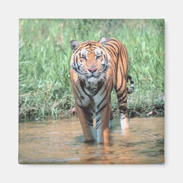 Imán Tigre en el agua (Frente)