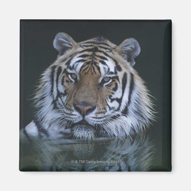Imán Tigre en el agua (Frente)
